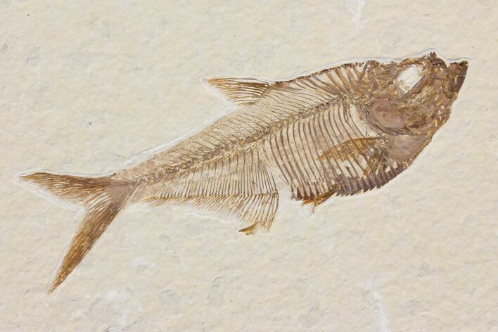 Diplomystus Fossil Fish - Wyoming #116768